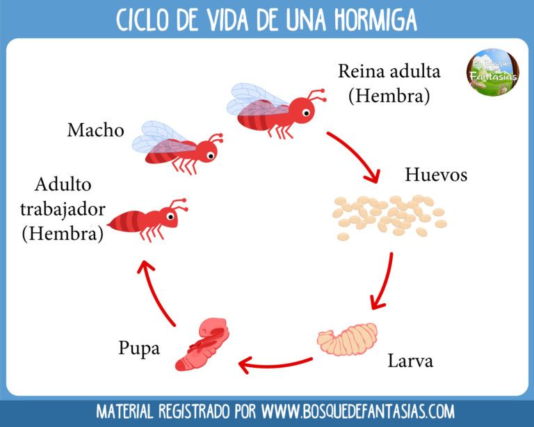 Ciclo de vida de una hormiga ciclos de vida ciclo de vida animales ciclo de vida de la mariposa