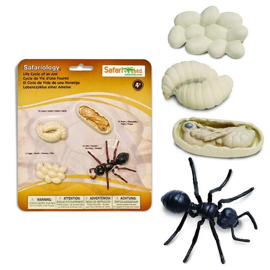 Ciclo de vida hormiga safari ltd en