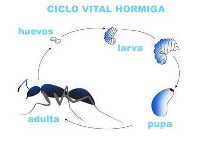 Hormigueros artificiales hormigas hormiguero actividades de insectos