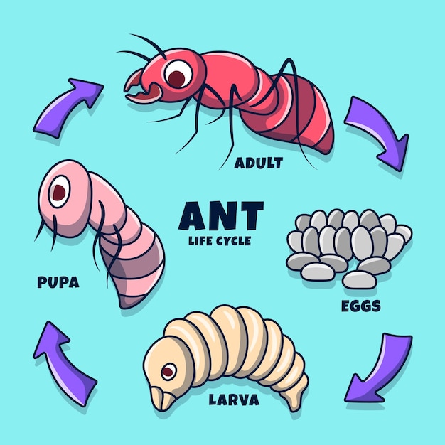 Ilustraciãn del ciclo de vida de la hormiga con tilo de garabato dibujado a mano en color vector premium