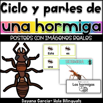 Hormigas tpt