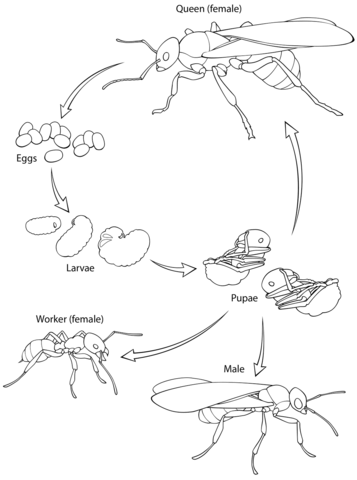 Ant lifecycle coloring page free printable coloring pages