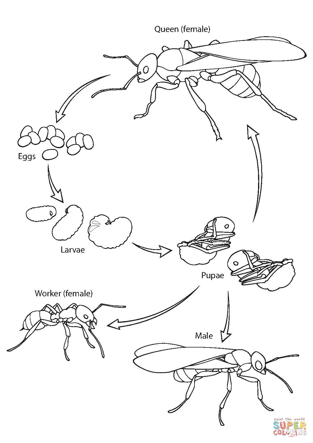 Ant life cycle coloring page free printable coloring pages