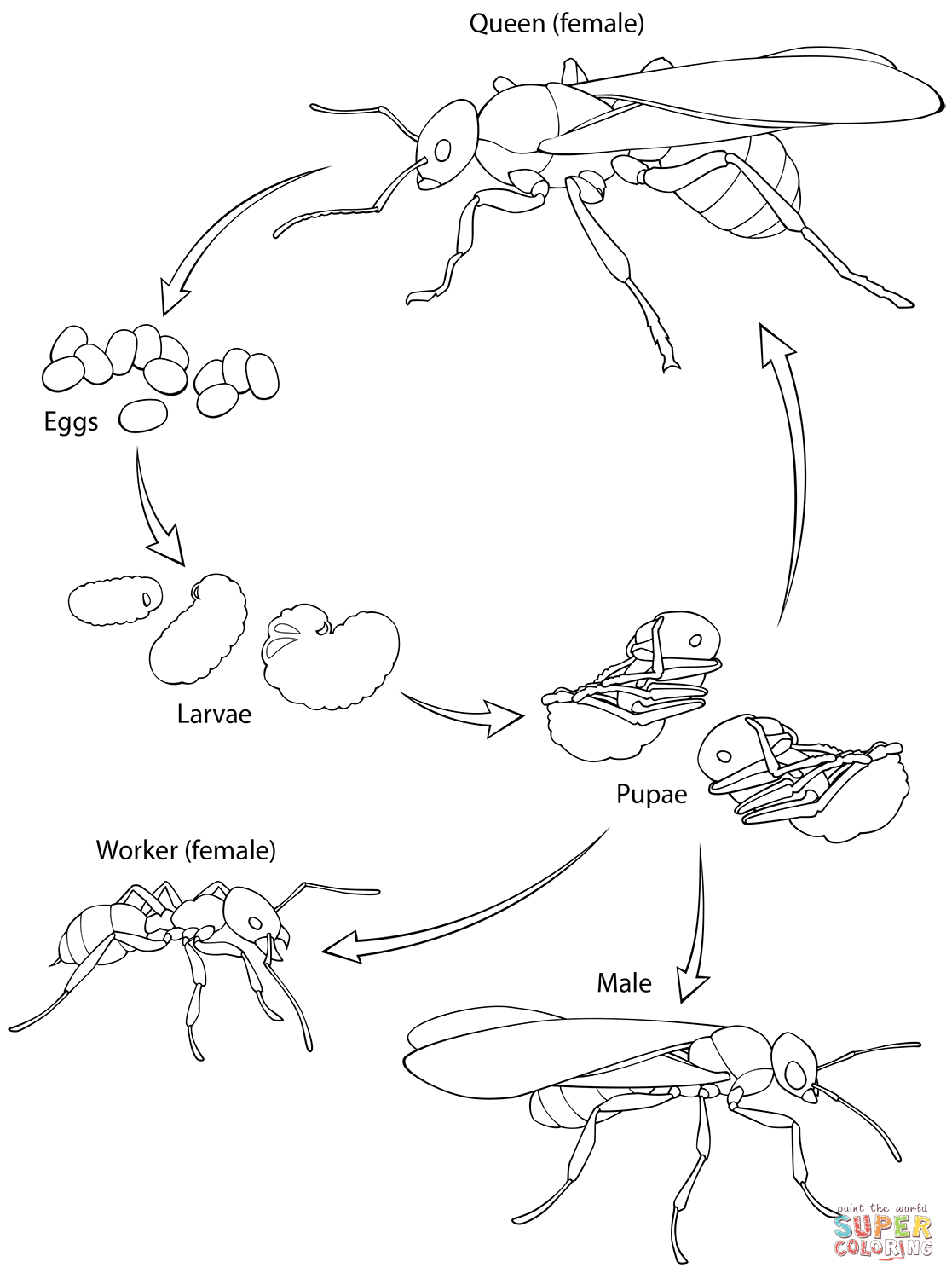 Ant lifecycle coloring page free printable coloring pages
