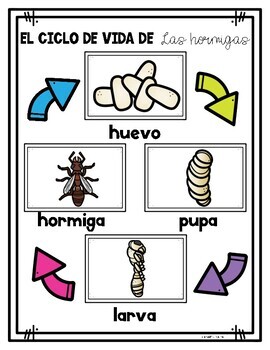 Las hormigas