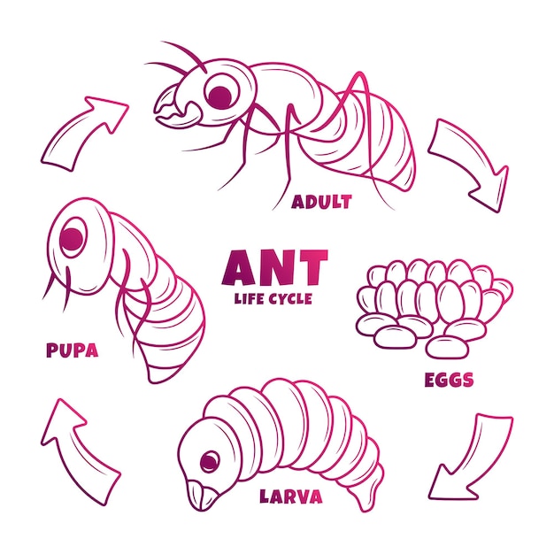 Premium vector ant life cycle illustration with hand drawn gradient outline style