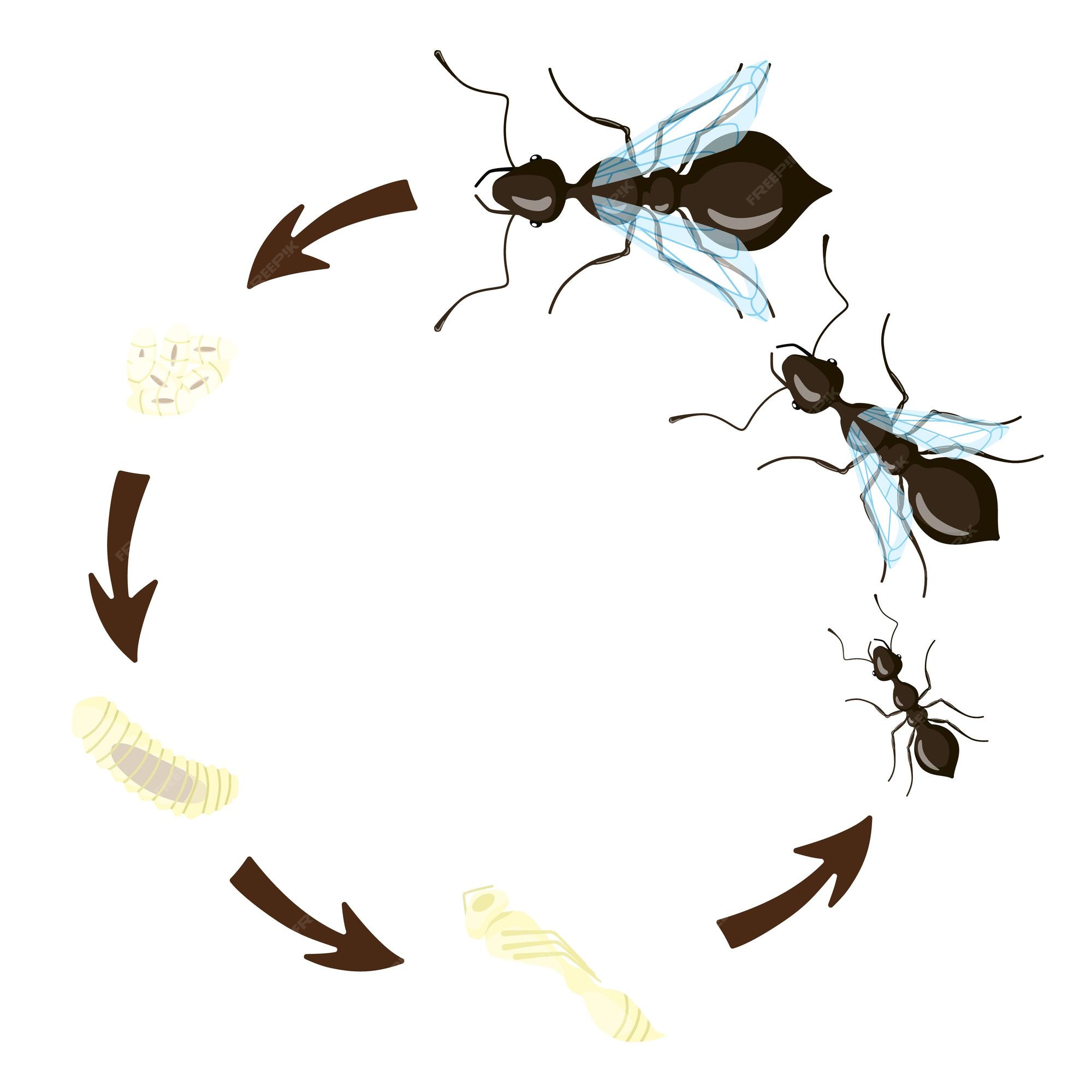 Ciclo de vida de la hormiga aislado sobre fondo blanco etapa de darrollo de las hormigas larva pupa huevo reina macho y obrera vector premium