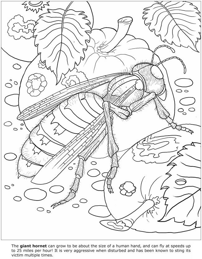 Wele to dover publications coloring pictures animal book coloring pages