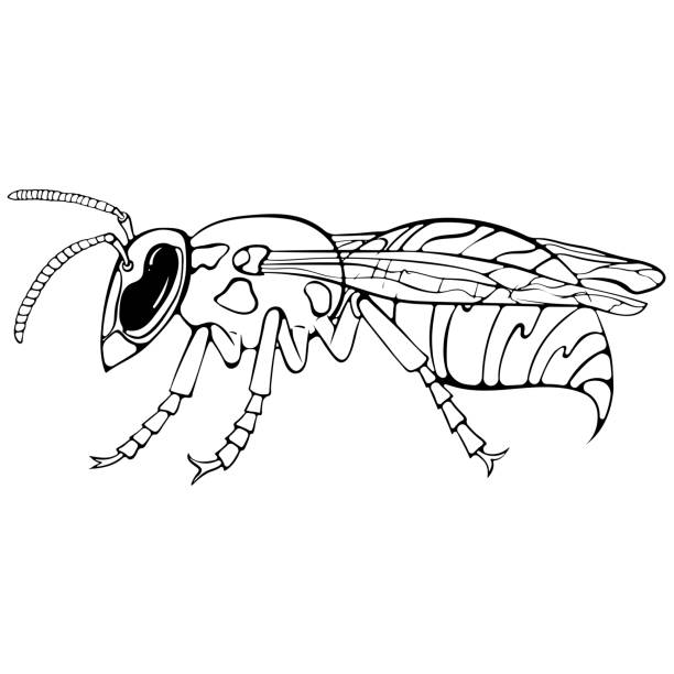 Hornet drawing stock illustrations royalty