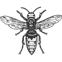 Hornet coloring pages