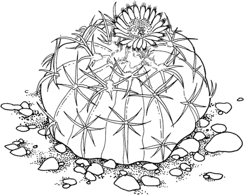 Homalocephala texensis or horse crippler cactus coloring page free printable coloring pages cactus drawing flower coloring pages coloring pages