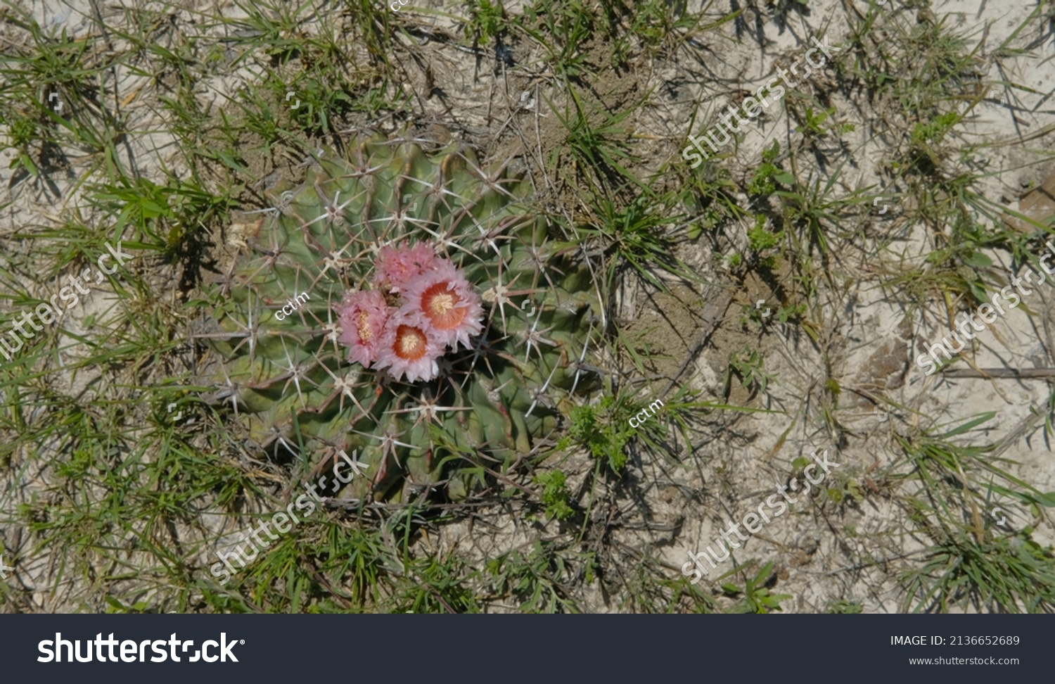 Horse crippler photos and images