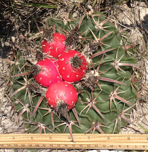 Foraging texas horse crippler cactus
