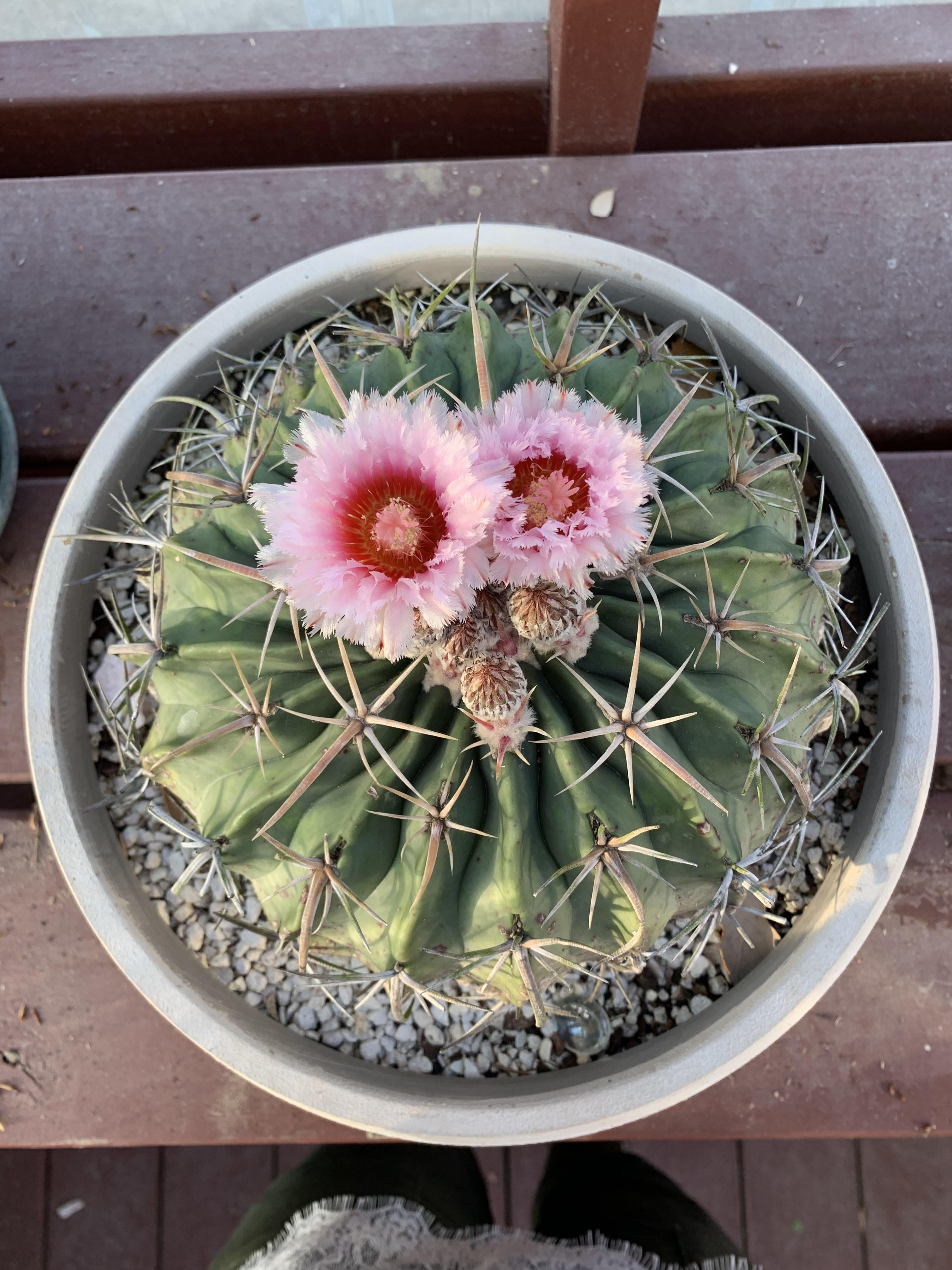 The horse crippler finally bloomed im so proud rcactus