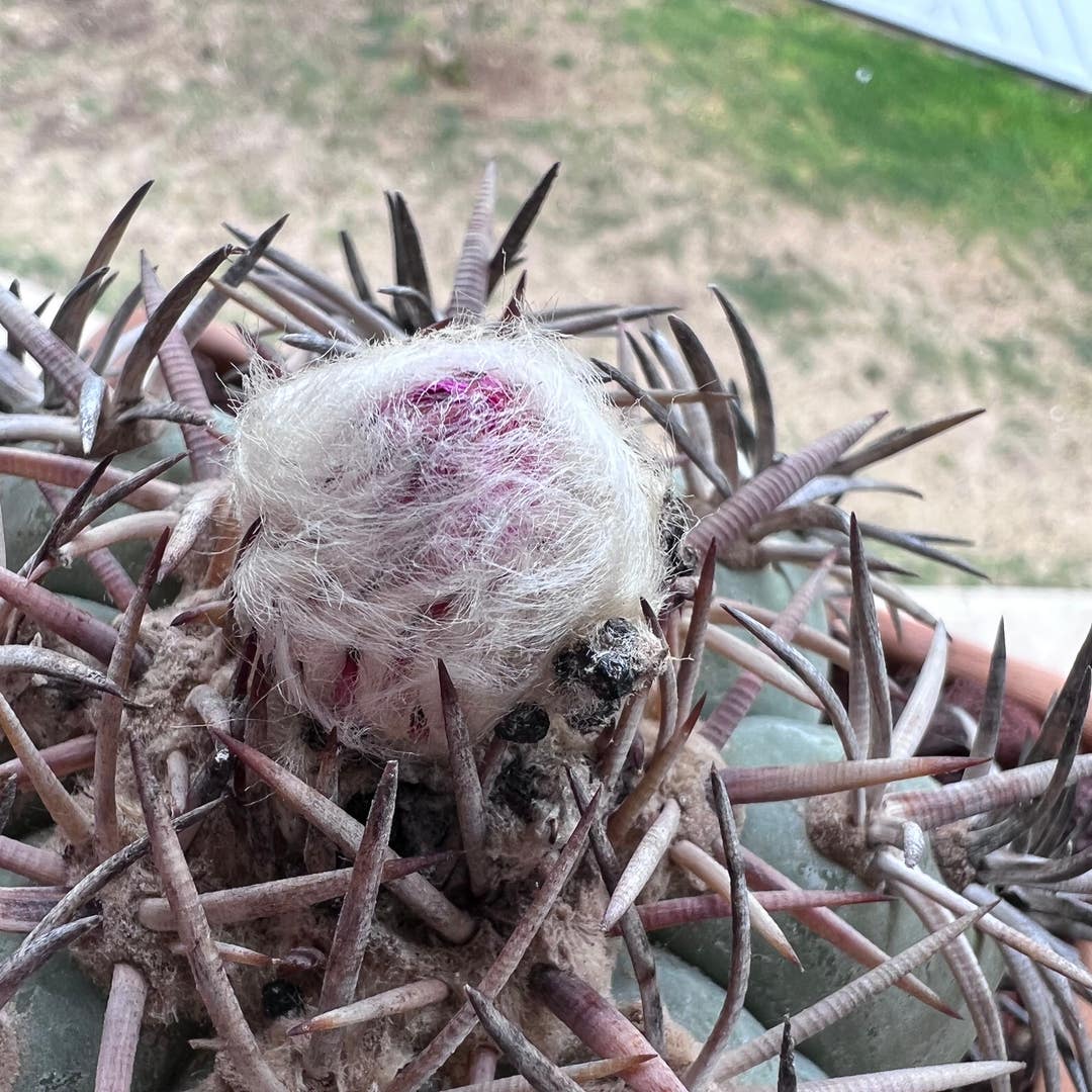 Ooooo horse crippler about to bloom