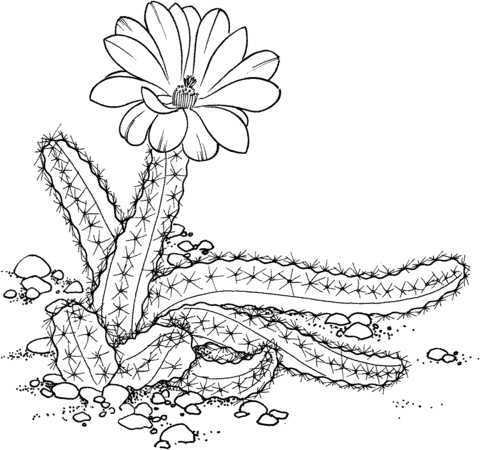 Echinocereus pentalophus or lady finger cactus coloring page free printable coloring pages cactus drawing coloring pages cactus art