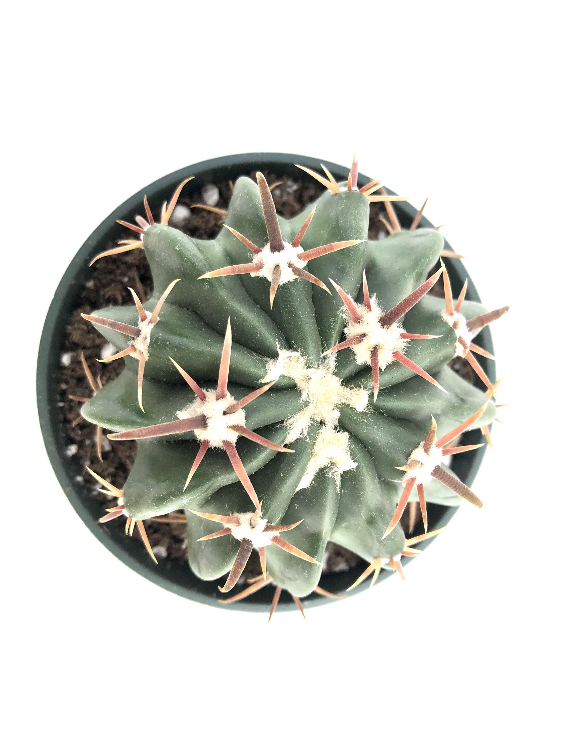 Echinocactus texensis horse crippler â rita lees nursery