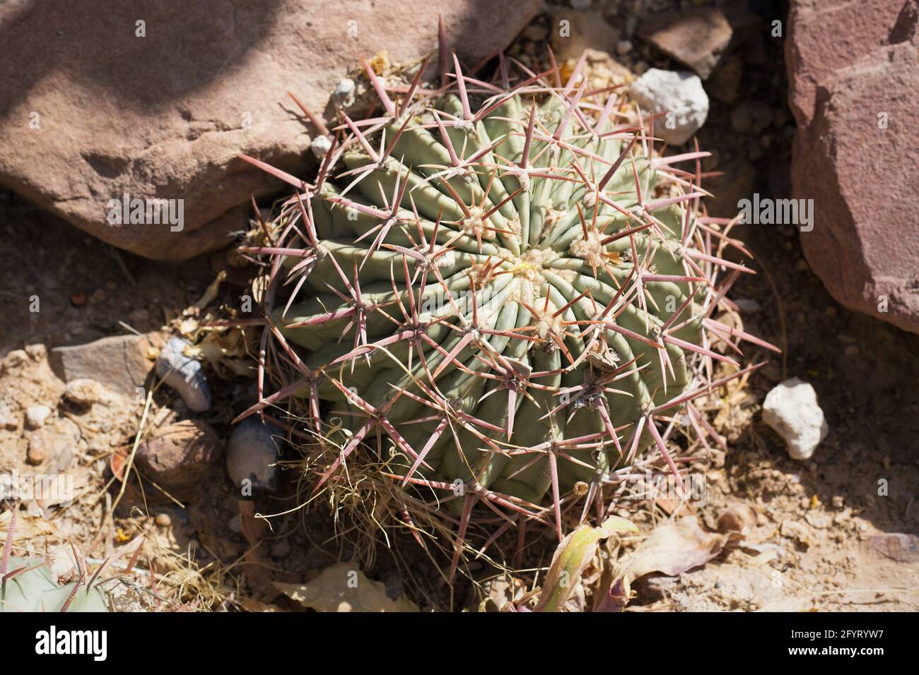 Echinocactus texensis hi