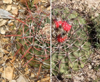 Echinocactus texensis horse crippler