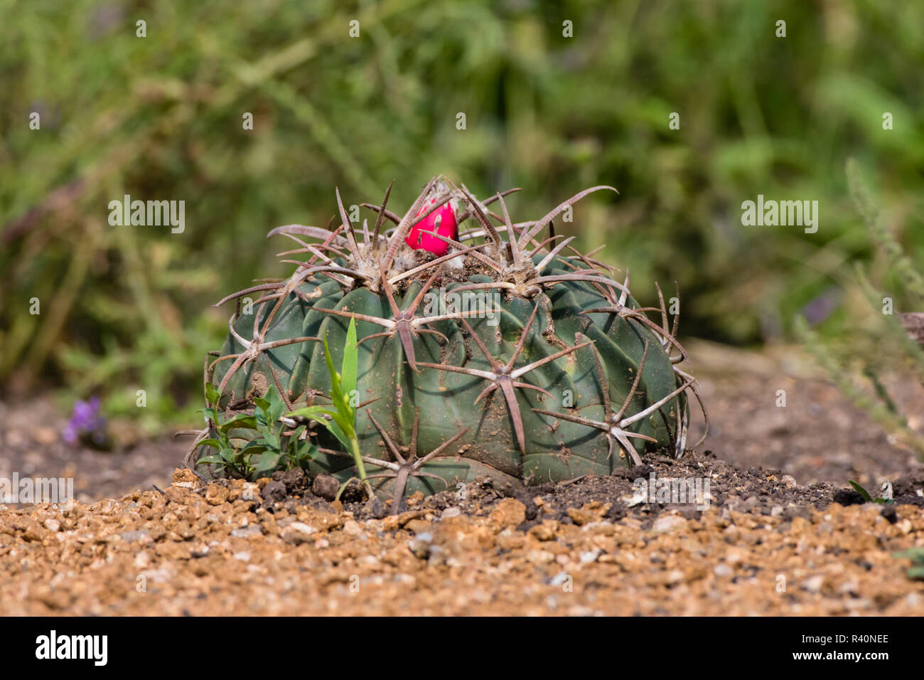 Echinocactus texensis hi