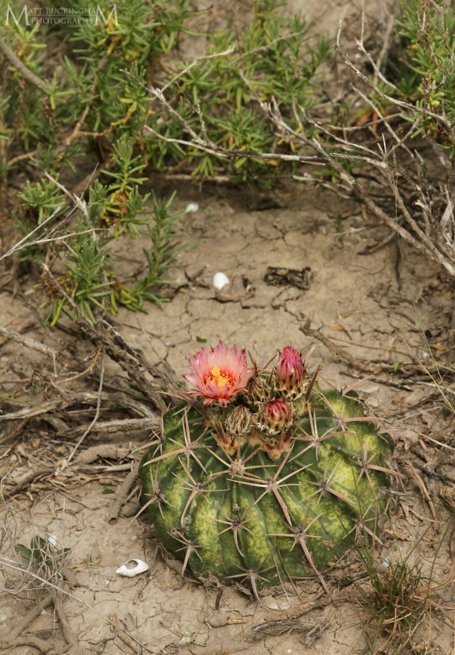 Horse crippler â a naturalists journey