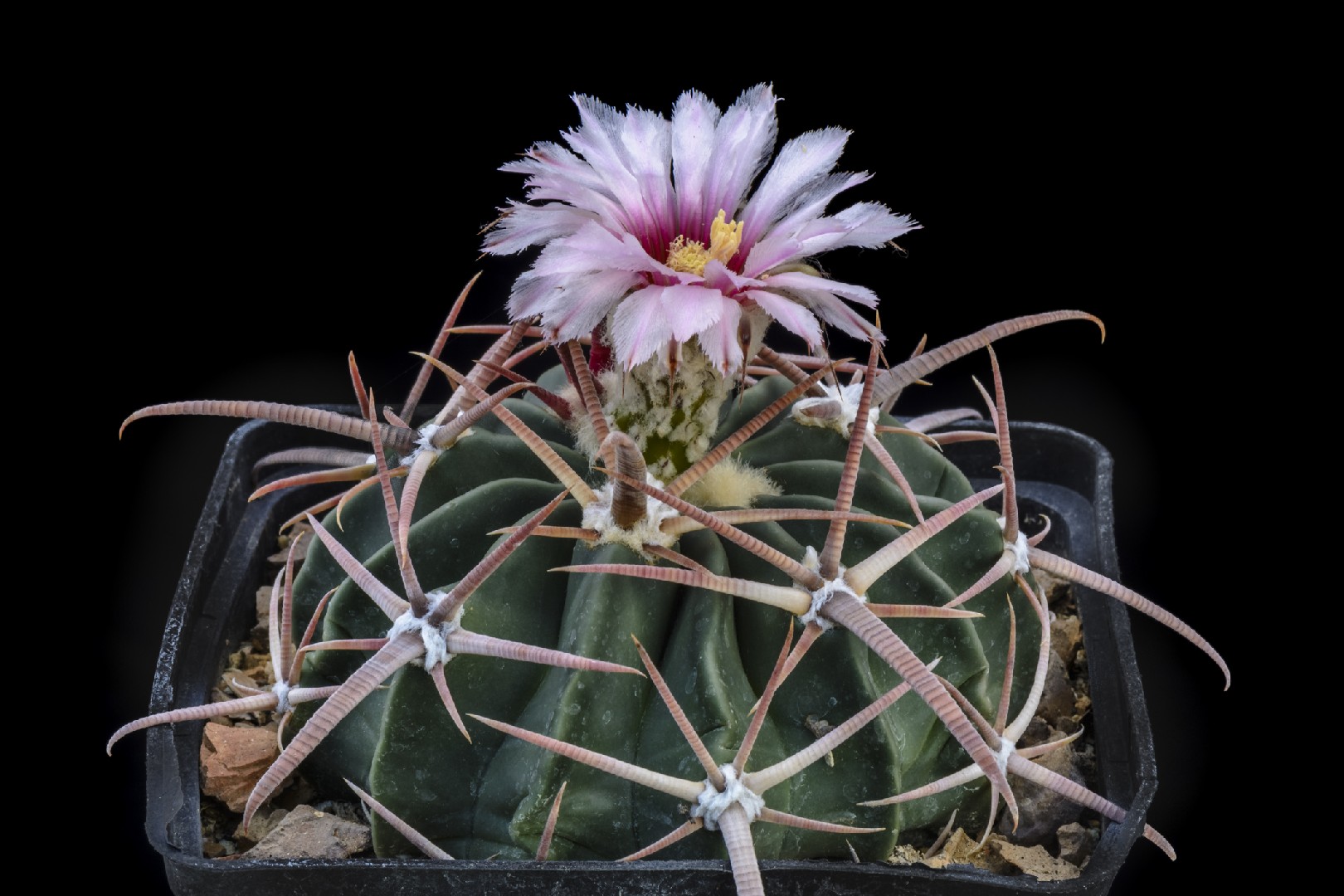 Horse crippler echinocactus texensis flower leaf care uses