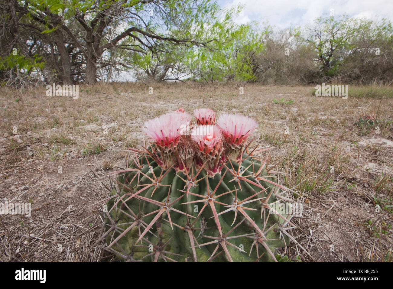 Echinocactus texensis hi