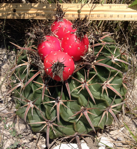 Foraging texas horse crippler cactus