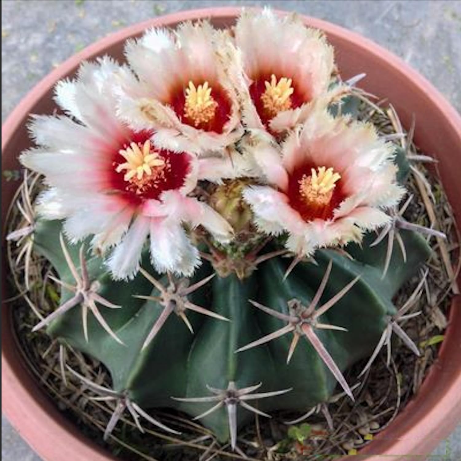Echinocactus texensis cactus horse crippler cold hardy plant patio lawn garden
