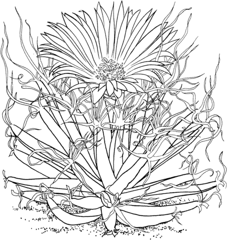 Leuchtenbergia principis or agave cactus coloring page free printable coloring pages coloring pages free printable coloring pages printable coloring pages
