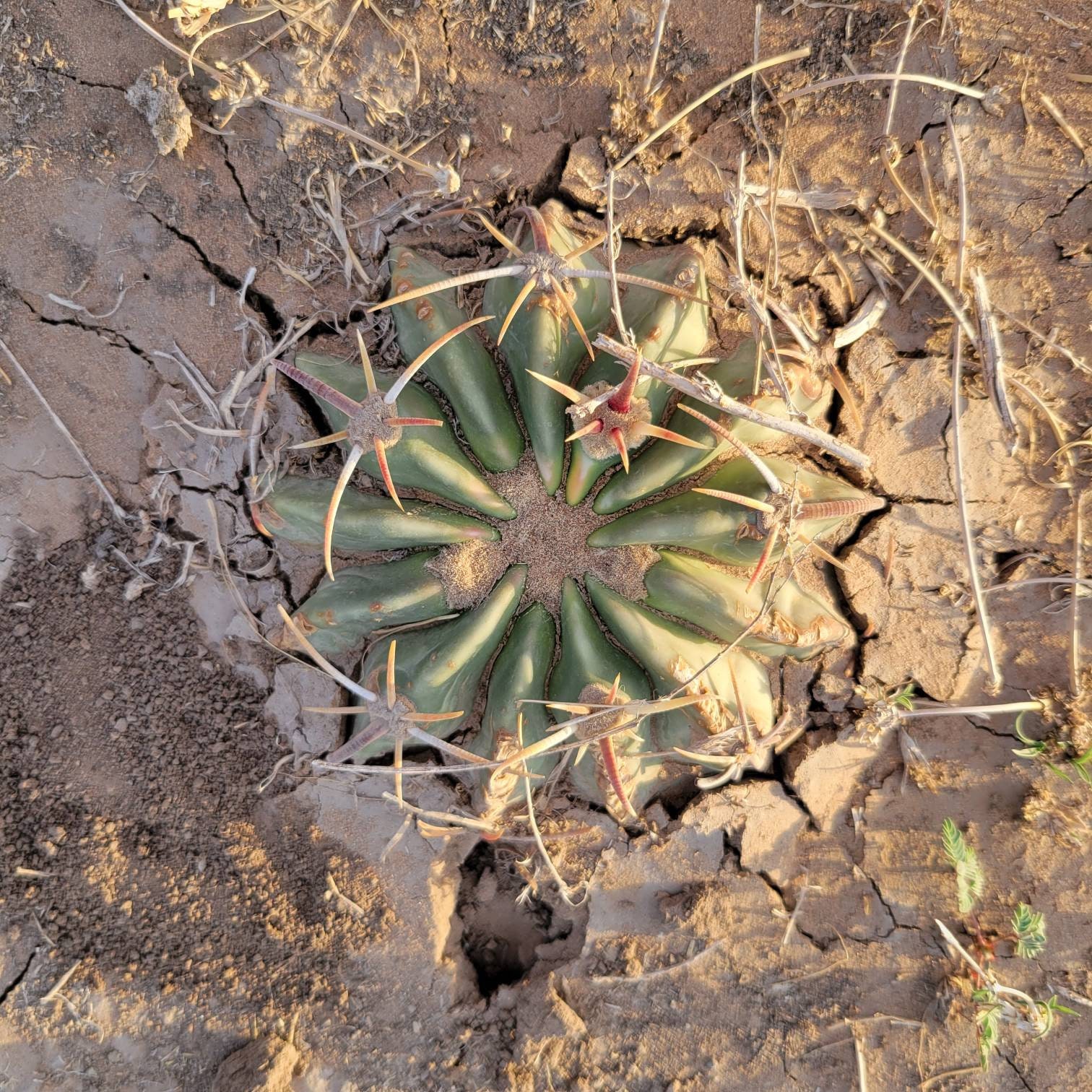 Echinocactus texensis cow crippler or horse crippler cactus