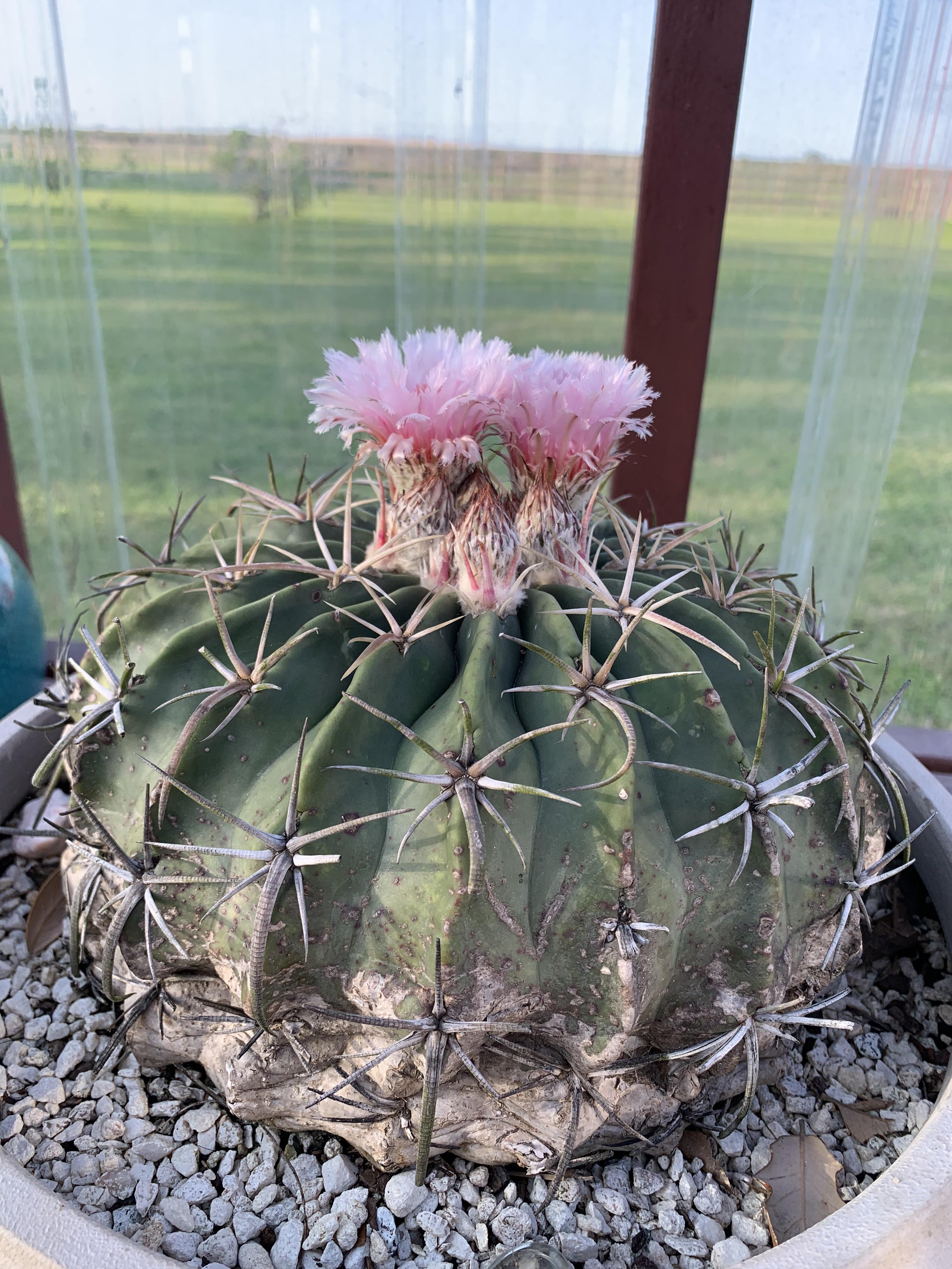 The horse crippler finally bloomed im so proud rcactus