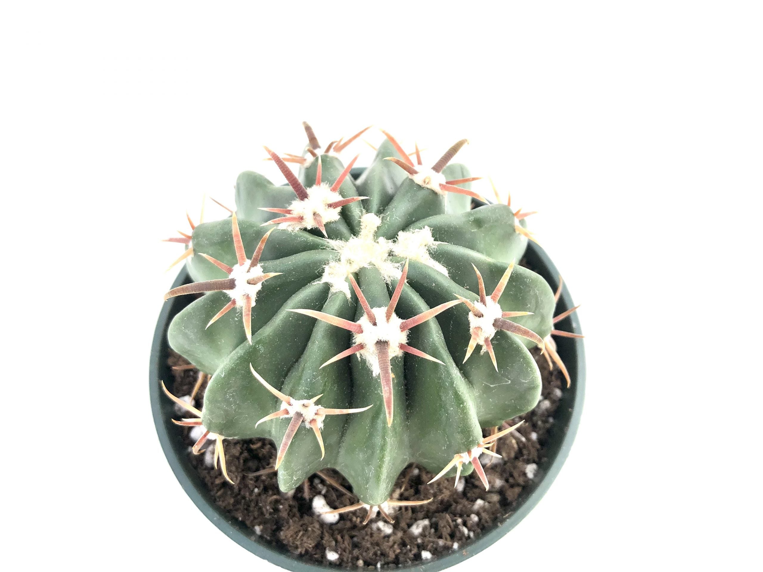 Echinocactus texensis horse crippler â rita lees nursery