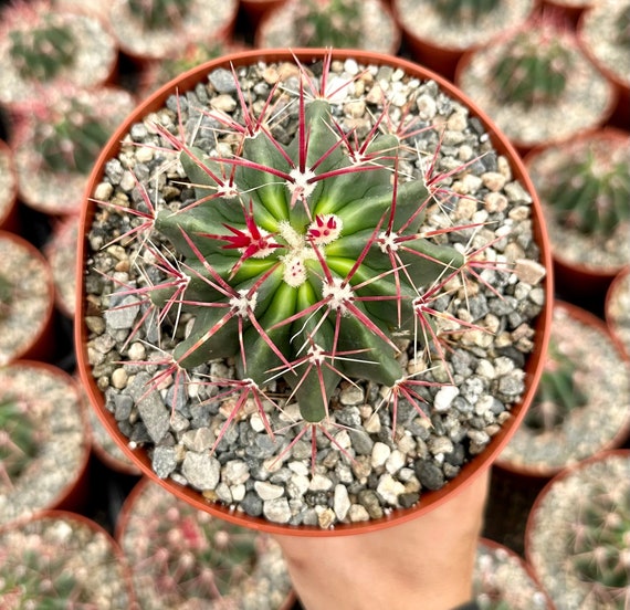 Devils head cactus horse crippler cactus live plant in pot