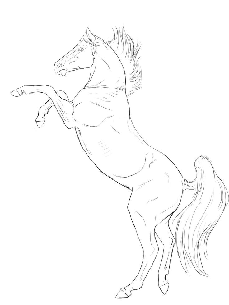 Rearing horse line art two horse coloring pages horse drawings horse coloring books