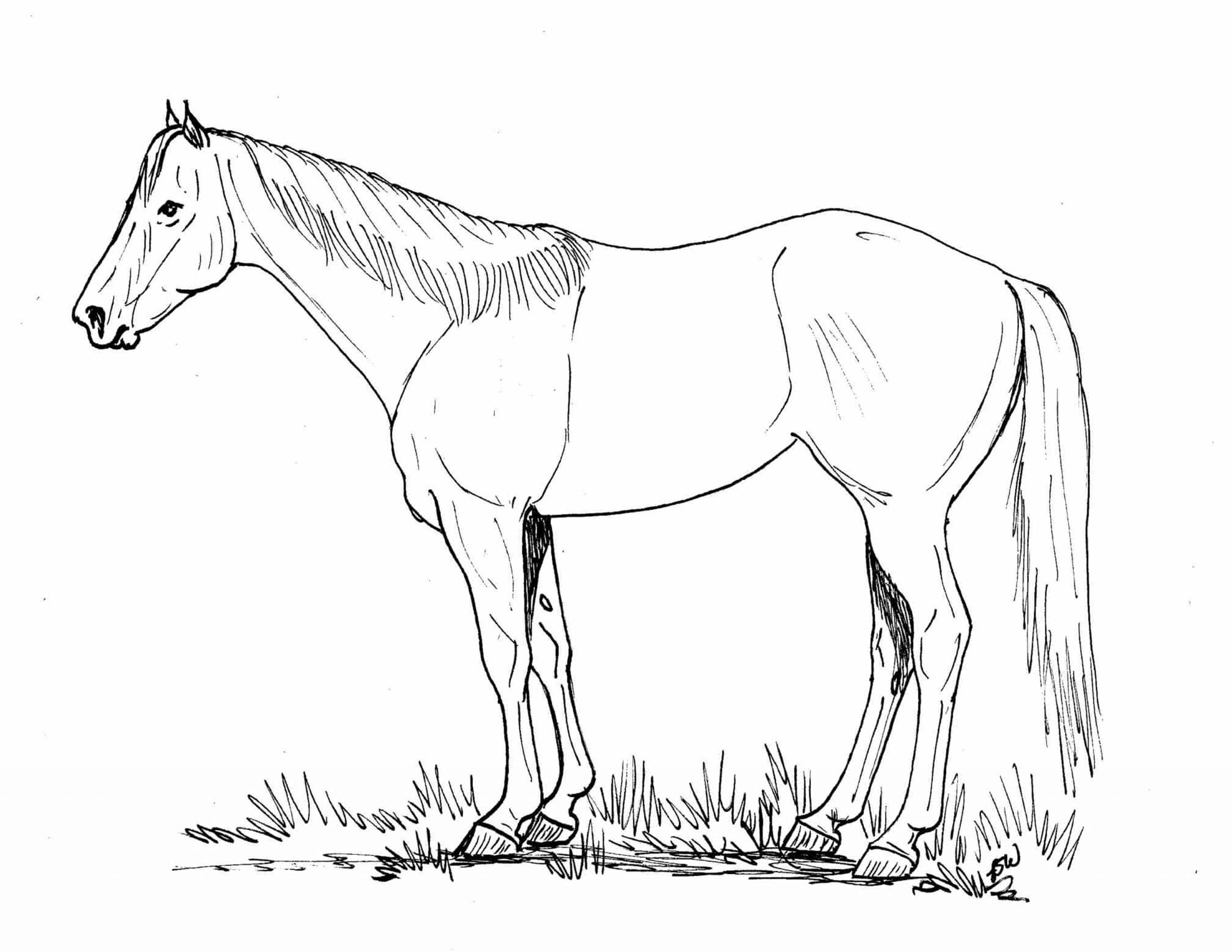 Ranching coloring pages