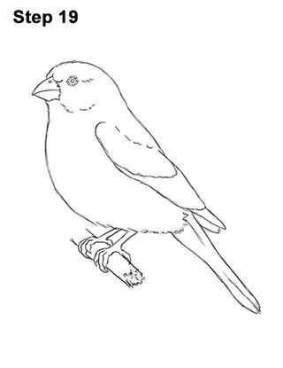 Draw a house finch bird bird drawings cartoon bird drawing finches bird