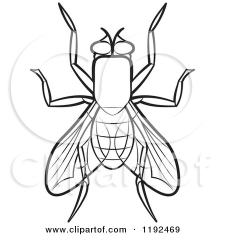 Clipart of a black and white house fly