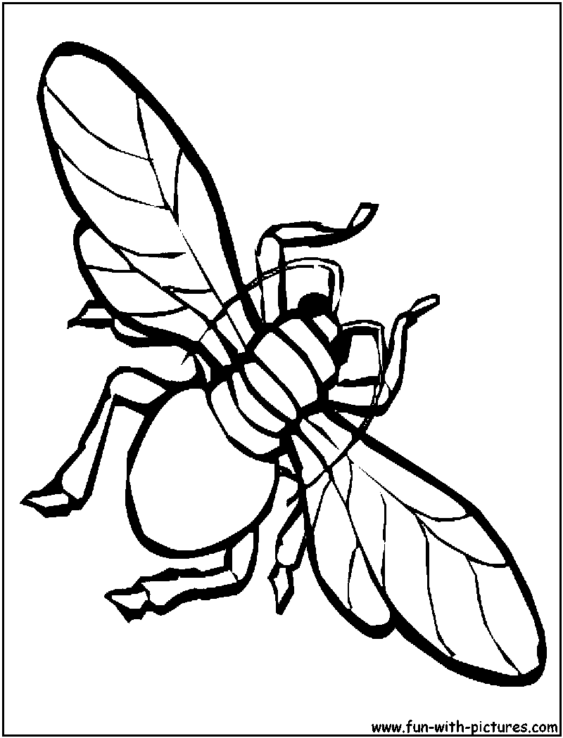Housefly coloring page