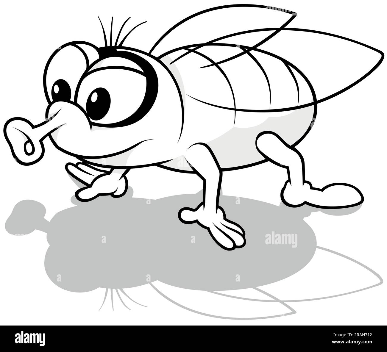 Housefly black and white stock photos images