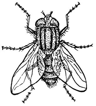 Coloring page housefly