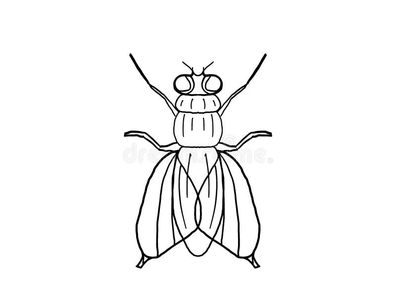 Black white housefly stock illustrations â black white housefly stock illustrations vectors clipart