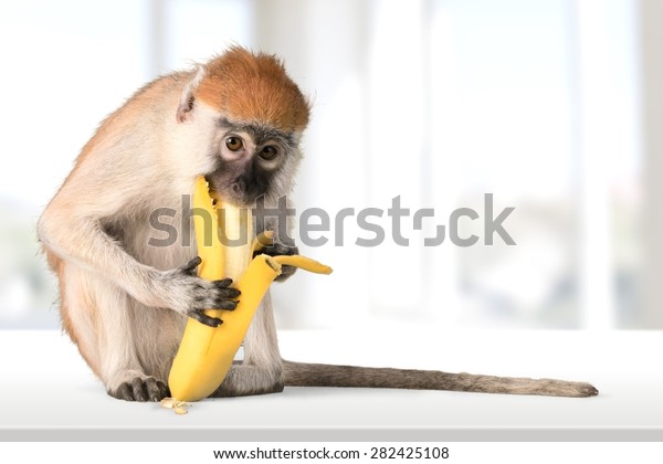 Monkey eating yellow fruit images stock photos d objects vectors