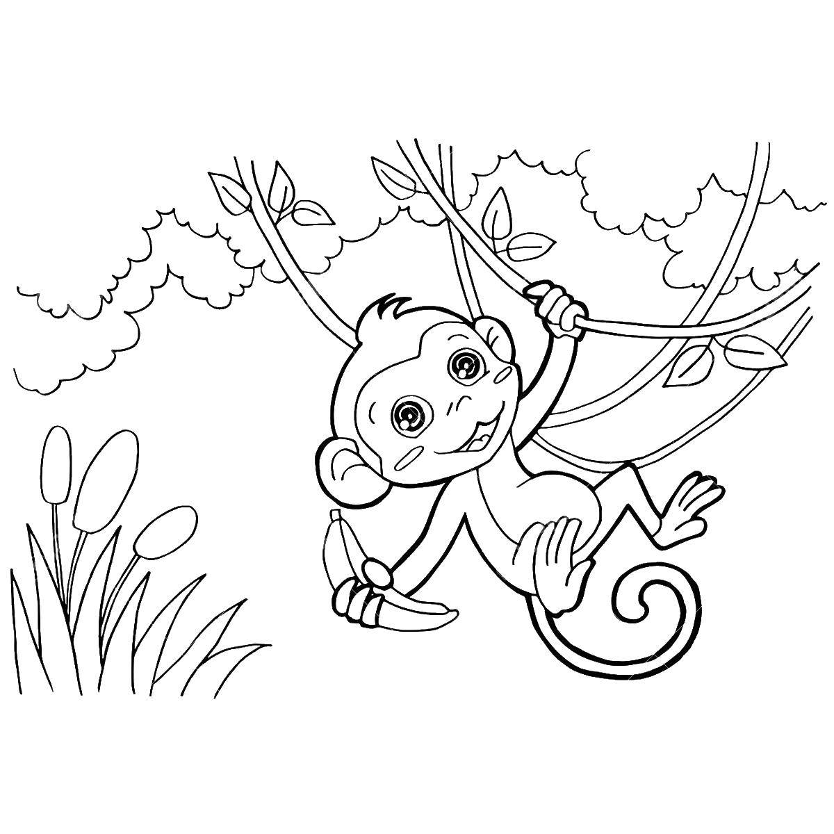 Online coloring pages the coloring the monkey eats bananas ape