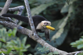 Why do monkeys love bananas