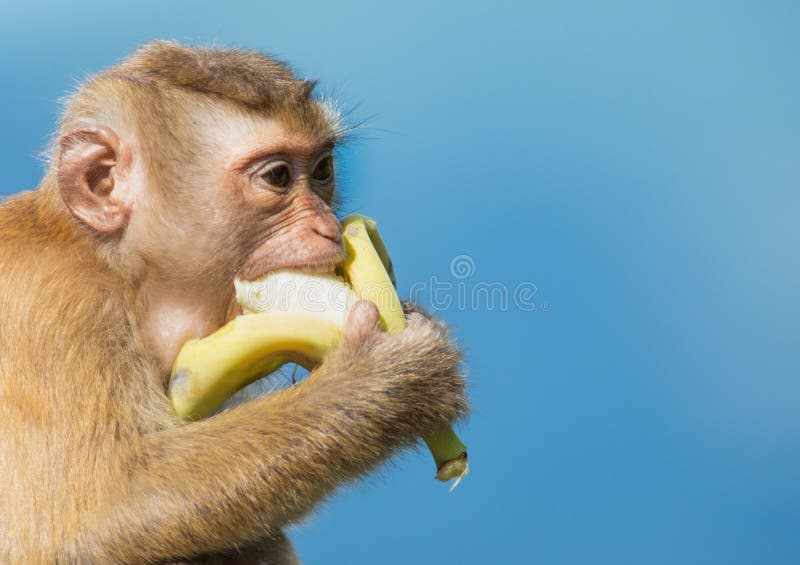 Banana eat monkey stock photos