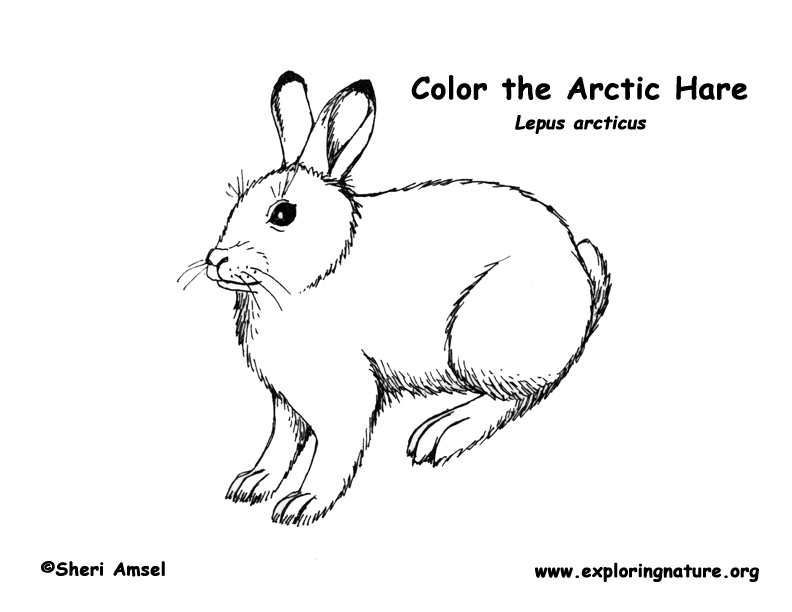 Hare arctic coloring page
