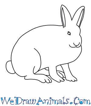 How to draw an arctic hare