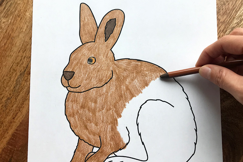 Hare free printable templates coloring pages