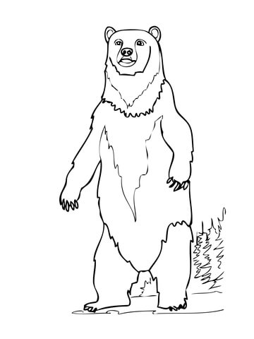 Brown bear standing up coloring page free printable coloring pages